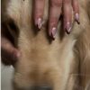 HOLIDAY HUNGAMA Nails